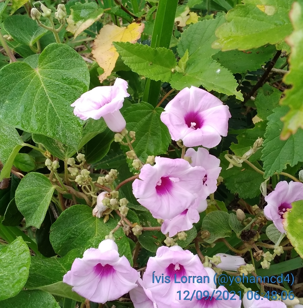 Ipomoea megapotamica