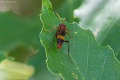 Trogomorpha arrogans