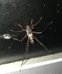 Euryscelis suturalis