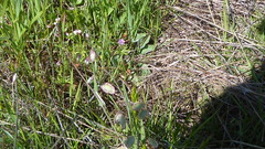 Thysanocarpus radians