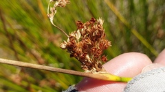 Juncus effusus austrocalifornicus