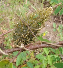 Ibatia ganglinosa
