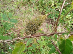 Ibatia ganglinosa