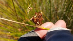 Juncus effusus austrocalifornicus