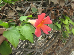 Amphilophium buccinatorium