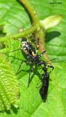 Sphedanolestes impressicollis
