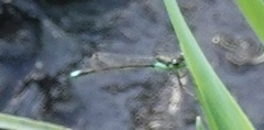 Ischnura denticollis
