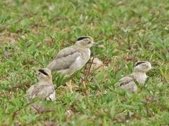 Burhinus superciliaris