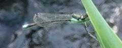 Ischnura denticollis