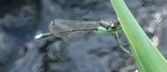 Ischnura denticollis
