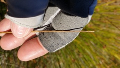 Juncus effusus austrocalifornicus