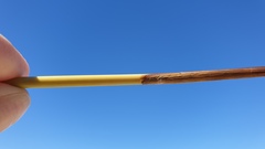 Juncus effusus austrocalifornicus