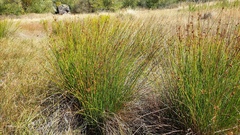 Juncus effusus austrocalifornicus