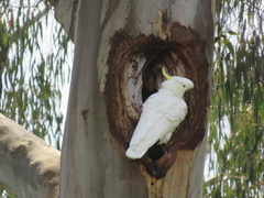 Cacatua galerita galerita