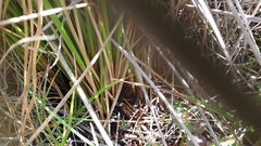 Juncus effusus austrocalifornicus