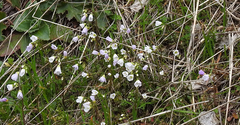 Cardamine pattersonii