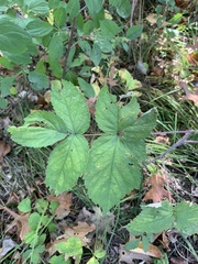 Rubus phoenicolasius