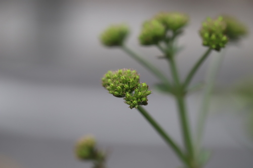 Image of Kalanchoe densiflora by (c) Steven Bodzin, some rights reserved (CC BY)