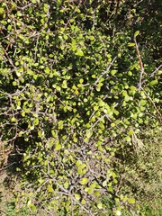 Coprosma crassifolia