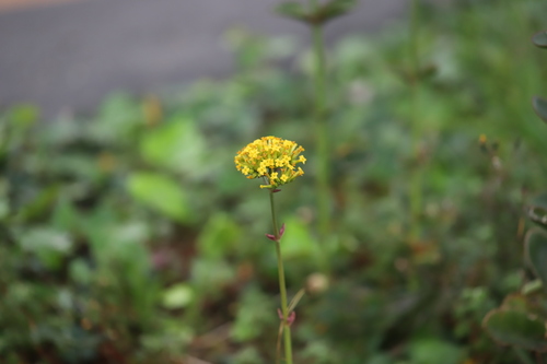 Image of Kalanchoe densiflora by (c) Steven Bodzin, some rights reserved (CC BY)