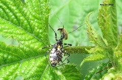 Sphedanolestes impressicollis