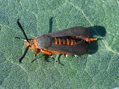 Eichlinia grande