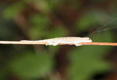 Lygodactylus