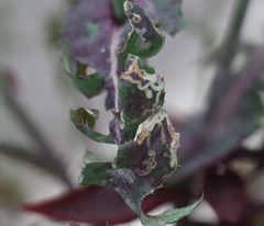 Phytomyza syngenesiae group