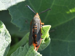 Eichlinia grande