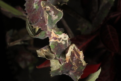 Phytomyza syngenesiae group