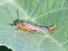 Eichlinia grande