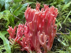 Ramaria araiospora