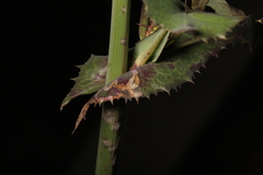 Phytomyza syngenesiae group