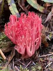 Ramaria araiospora