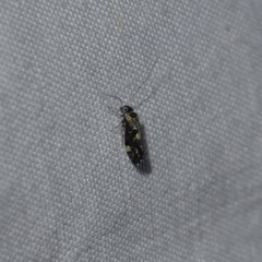 Myopsocidae