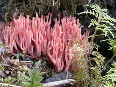 Ramaria araiospora