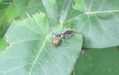 Sphedanolestes impressicollis