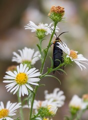 Cisseps fulvicollis