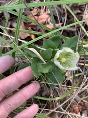 Gentiana villosa