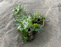 Diopatra cuprea