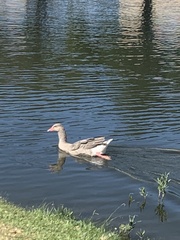 Anser anser domesticus