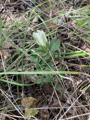 Gentiana villosa