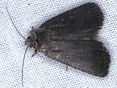 Proteuxoa leucosticta