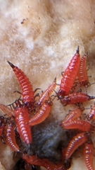 Hoplandrothrips