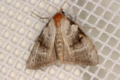 Acatapaustus metallopa