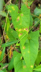 Puccinia convolvuli