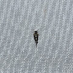 Myopsocidae