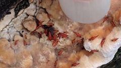Hoplandrothrips