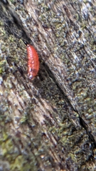 Hoplandrothrips