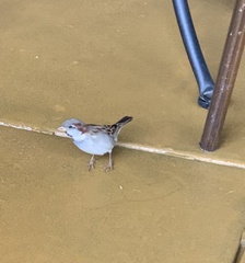 Passer domesticus